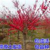 批發紅梅樹苗 紅梅苗 觀賞植物 耐寒梅花樹 觀賞植物紅梅小苗樹苗