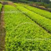 基地直銷 金葉女貞小苗 工程綠化用苗 大苗 小苗 女貞苗木