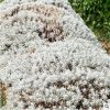 鐵樹芙蓉菊觀賞常綠植物戶外室內(nèi)植物盆栽盆景庭院景觀設計施工
