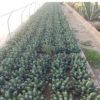 白角麒麟大戟科 現(xiàn)代沙漠植物館展覽景觀布置 生態(tài)園 植物園施工