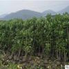 基地直銷法國冬青常綠籬笆珊瑚樹各種工程綠化灌木品種齊全