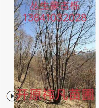 長(zhǎng)期出售叢生蒙古櫟 精品蒙古櫟 蒙古櫟價(jià)格 單桿蒙古櫟樹(shù)