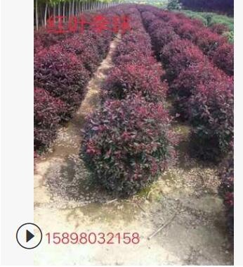 遼寧精品紅葉李球 紅葉李綠籬苗 紅葉李營(yíng)養(yǎng)杯苗 紅葉李小苗