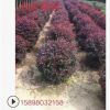 遼寧精品紅葉李球 紅葉李綠籬苗 紅葉李營養(yǎng)杯苗 紅葉李小苗