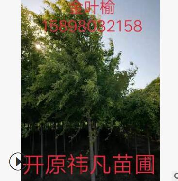 產地直銷 單桿金葉榆 金葉榆造型樹 樹形優(yōu)美 小區(qū)綠化