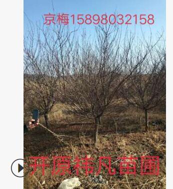 遼寧苗圃出售精品【京梅】貨源充足 圃地現(xiàn)苗 樹形好價(jià)格低
