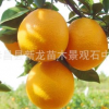 紐荷爾臍橙苗批發 宜昌臍橙 種植果樹苗 無病蟲害 產量極高