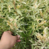 花葉杞柳 樹(shù)苗基地直銷 彩葉樹(shù)種 觀葉植物 苗圃批發(fā) 價(jià)格實(shí)惠