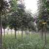 大量出售黃山欒樹(shù)樹(shù)苗、樹(shù)型佳、規(guī)格齊全、真誠(chéng)合作愉快