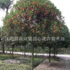 紅花丹桂精品樹(shù)苗、基地直銷、保證品種質(zhì)量、桂花品種