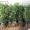 批發大葉黃楊苗 大葉黃楊球 瓜子黃楊 法國冬青籬笆工程綠化苗木