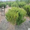 基地批發龍柏球道路觀賞植物 規格齊全 綠化工程苗木 龍柏球