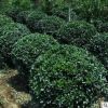 大葉黃楊球 冬青球 常綠灌木球工程綠化苗木規格齊全批發冬青苗