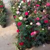 批發盆栽月季花苗多色苗優質平展花品種月季苗 月季類植物