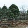 苗圃低價批發桂花樹 工程綠化苗木 庭院觀花植物 桂花苗