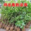 法國冬青樹苗批發法青珊瑚樹庭院籬笆圍欄工程苗木大葉黃楊苗