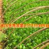 大葉黃楊苗批發扦插床苗 大葉黃楊苗 色塊籬笆地被工程綠化苗木