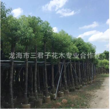 農(nóng)戶種植香樟 小葉香樟 多頭香樟 香樟產(chǎn)地