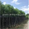 農(nóng)戶種植香樟 小葉香樟 多頭香樟 香樟產(chǎn)地