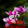 紫玉蘭基地直銷 紫玉蘭大小規(guī)格齊全 觀花喬木 綠化工程用苗