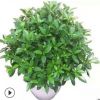 室內(nèi)客廳大型綠植 非洲茉莉盆栽花卉植物 四季常青凈化空氣吸甲醛