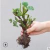 月季 玫瑰花苗盆栽 綠植花卉 觀花植物 室內陽臺 四季開花 玫瑰花