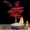日本紅楓盆載 四季紅楓樹苗 紅舞姬盆景微型樹樁觀葉盆栽植物室內