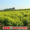 基地直銷金葉榆樹苗 規(guī)格齊全 中華金葉榆 園林庭院綠化工程苗木