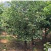 黃櫨樹苗批發工程綠化苗木美國黃櫨 庭院園林綠化苗木