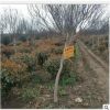 基地低價直銷綠梅 紅梅 綠梅 紅綠梅小苗 低價批發