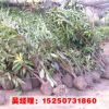 山東苗圃工程綠化苗木直銷 法國冬青小苗 法青 冬青小苗