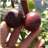 3公分無花果樹苗批發高產品種優良青皮無花果苗價低優質無花果苗