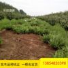批發龍柏 工程道路綠化用 常青地栽龍柏樹 低價出售