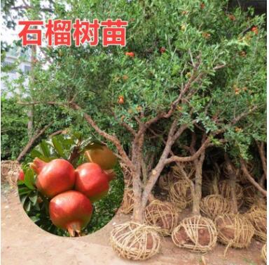 無籽石榴苗突尼斯軟籽石榴樹苗黒籽石榴樹果樹南北方種植當(dāng)年結(jié)果