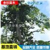 批發(fā)林木景觀樹 樸樹 綠化苗 基地直銷 叢生樸樹
