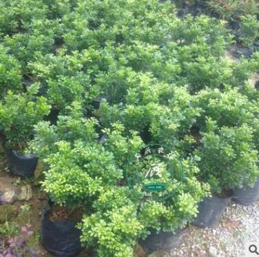 開花盆景植物 米蘭花 室內(nèi)客廳綠植盆栽 驅(qū)蚊子 四季常青花卉苗