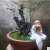 花卉盆景室內盆栽小葉紫檀黑骨茶熟樹樁綠植室內觀徑觀葉植物客廳