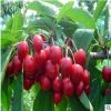 廠家直銷【桐輝苗木】優(yōu)質一級紅燈櫻桃苗 矮化大櫻桃苗 品質保證