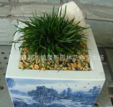 供應(yīng)地被植物金錢菖蒲盆栽批發(fā) 虎須菖蒲 新品培育菖蒲盆栽苗
