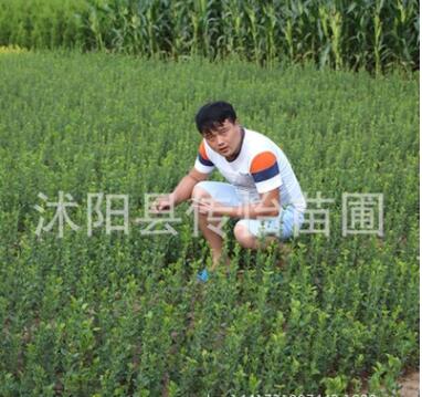 綠化用苗 冬青苗 四季常青 苗圃直銷冬青球 凈化空氣 根系發(fā)達