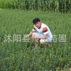 綠化用苗 冬青苗 四季常青 苗圃直銷冬青球 凈化空氣 根系發(fā)達(dá)
