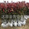 紅葉石楠苗批發(fā) 基地銷(xiāo)售 紅葉石楠球 樹(shù)苗 綠化道路苗木批發(fā)
