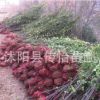批發(fā)冬青樹(shù)苗 綠籬笆植物 四季常青 冬青條子法國(guó)冬青苗 2米高