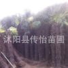 批發(fā)供應(yīng)綠化苗 棕櫚樹(shù)苗 大型綠化苗 園林綠化