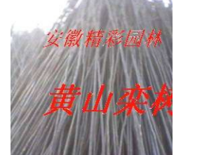 黃山欒樹