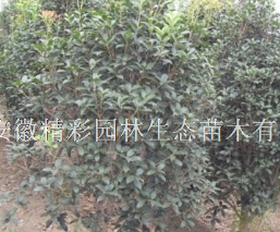 桂花金桂