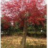 紅楓