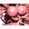 大量出售紅葉李.叢生紅葉李40---80厘米.貨源充足