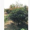 基地紅葉石楠苗批發 優質石楠小苗 工程綠化苗木紅葉石楠