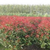 南京苗圃紅葉石楠樹、紅葉石楠球價格、紅葉石楠常年供應